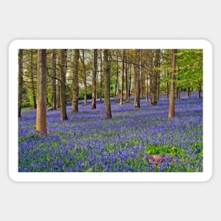 Bluebell Woods Greys Court Oxfordshire UK Sticker